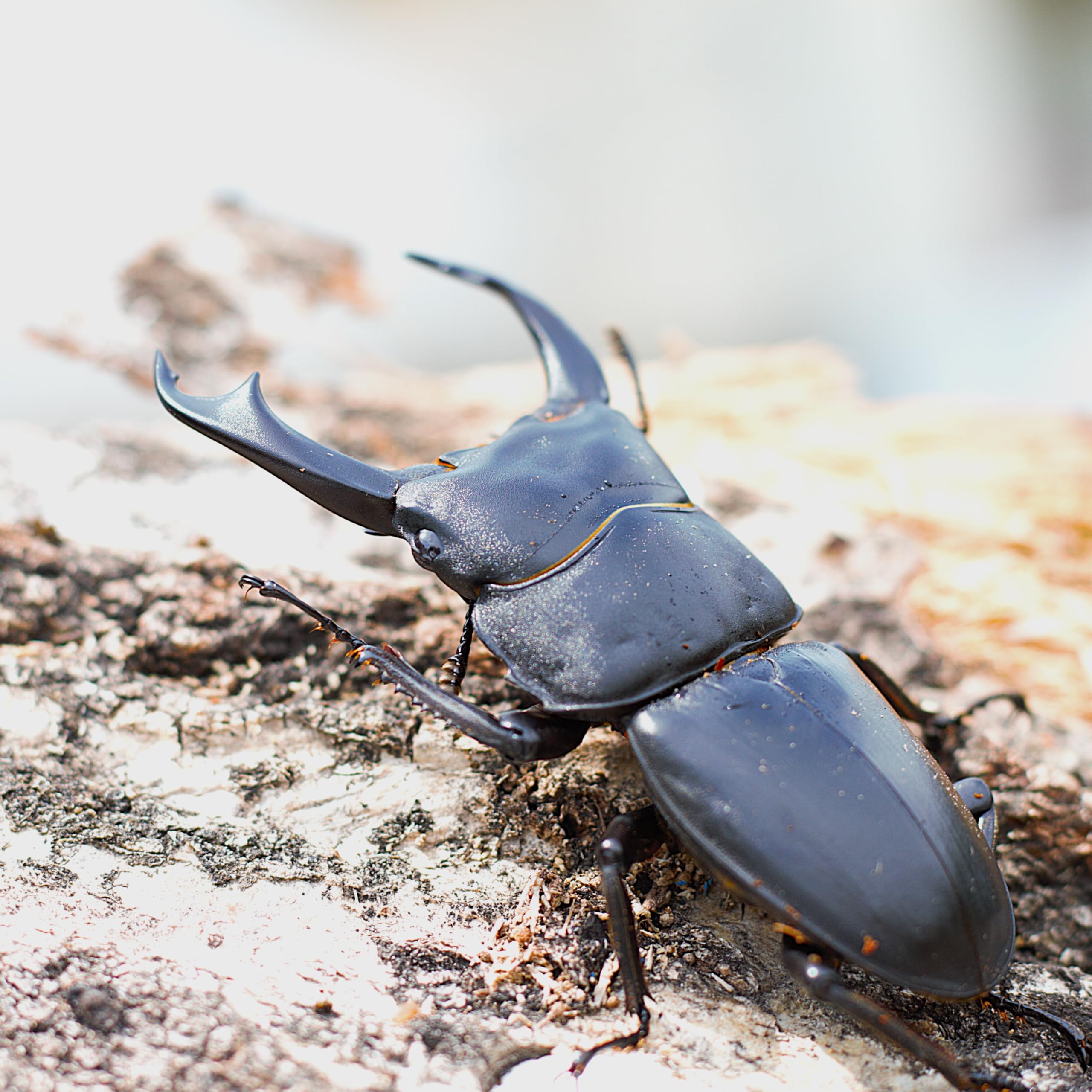 Amazon | 【BIG HORN】シェンクリングオオクワガタ 成虫 ペア 70UP